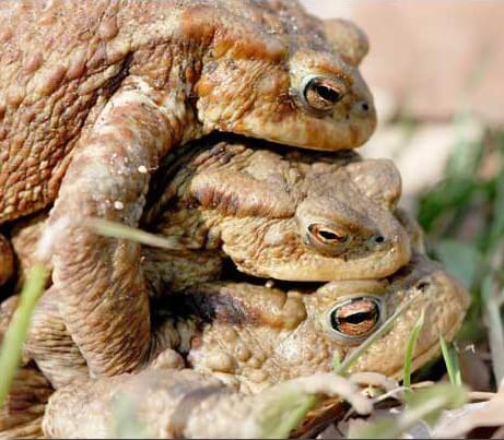 Il arrive qu'un crapaud grimpe sur un autre crapaud, lui-même déjà accroché au dos d'une femelle. (La photo vient d'ici)  