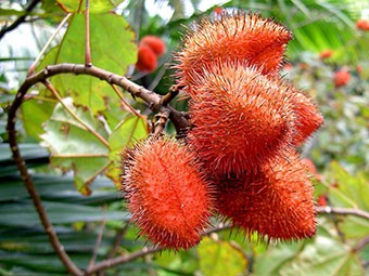 Les fruits du roucouyer.