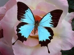 Les femelles papillons sont à la fois belles et odorantes, elles n'utilisent pas de déodorant vaginal. 